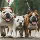 Imagen para el artículo titulado La salud del bulldog no mejorará: su genética ha llegado a un punto de no retorno